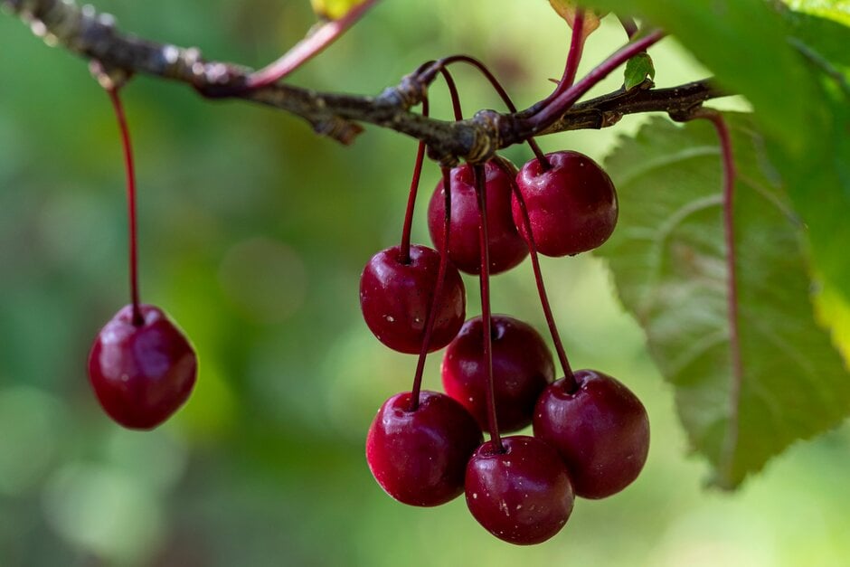 crab apple 'Prairifire'