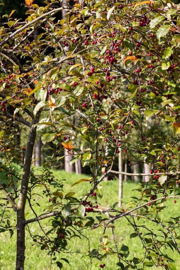 crab apple 'Prairifire'