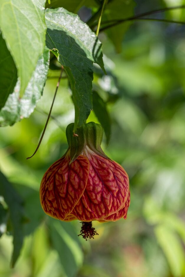 Abutilon &Red Tiger& | abutilon &Red Tiger& Conservatory Greenhouse/RHS ...