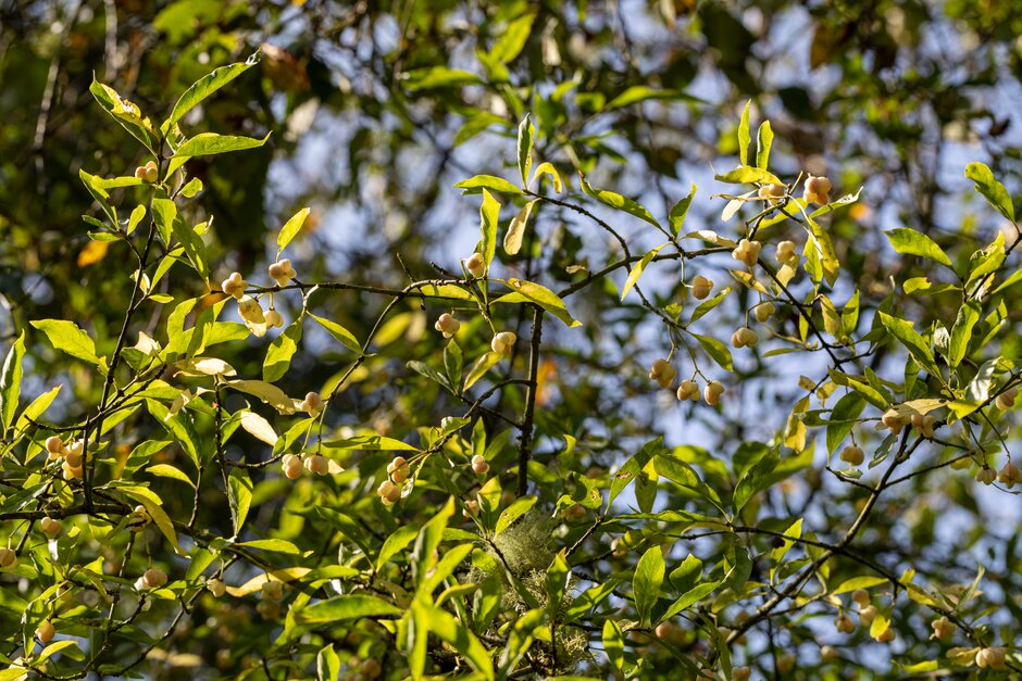 white spindle