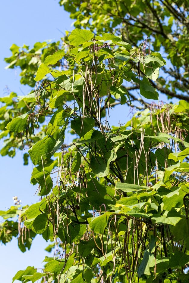<em>Catalpa</em> <em>ovata</em>
