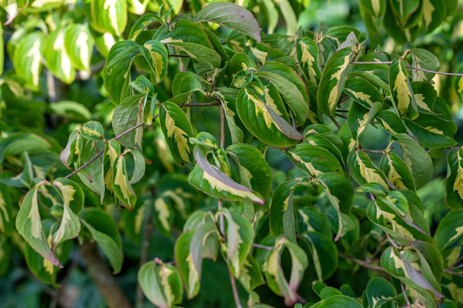 kousa 'Gold Star'