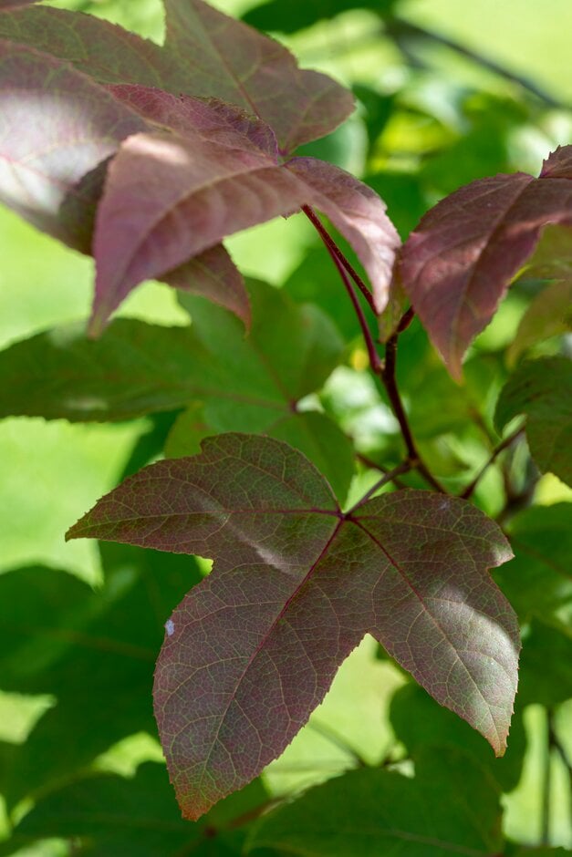 <em>Liquidambar</em> <em>acalycina</em>