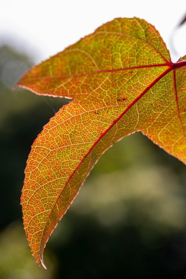 <em>Liquidambar</em> <em>acalycina</em>