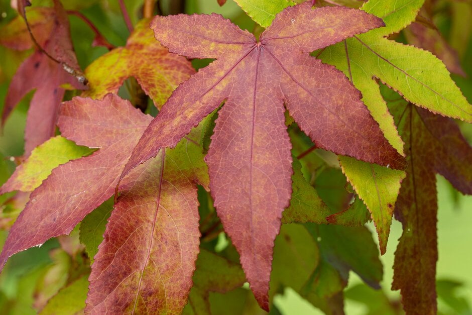 sweet gum 'Thea'