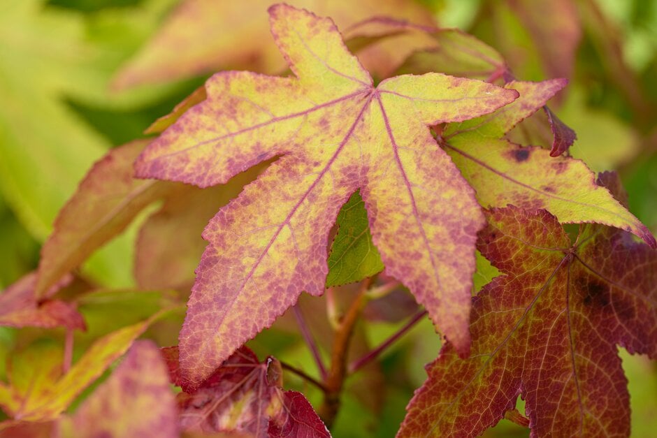sweet gum 'Thea'