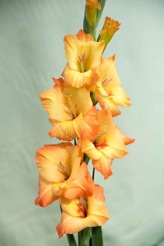 sword lily 'Rotary'