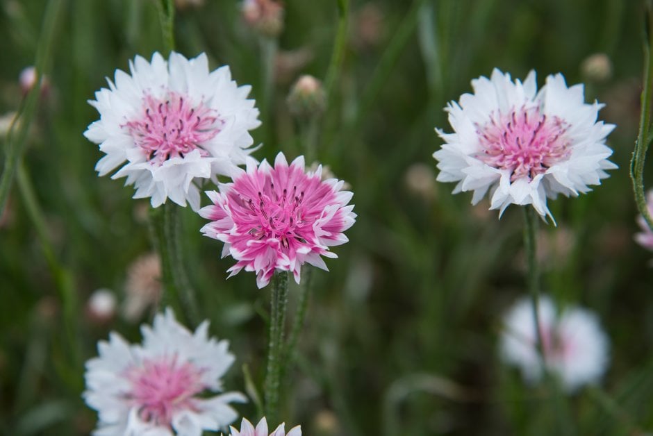 cornflower [Classic Romantic]