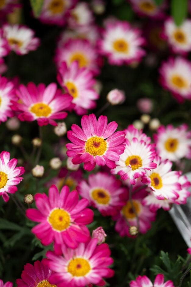 marguerite 'Aramis Wine Red'
