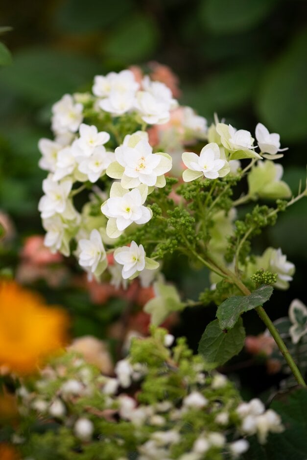 oak-leaved hydrangea [Snowflake]