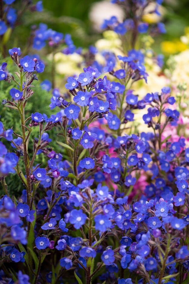 bugloss 'Loddon Royalist'
