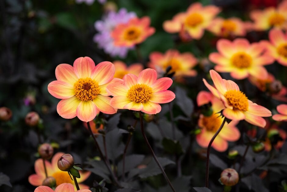dahlia 'Carol Klein'