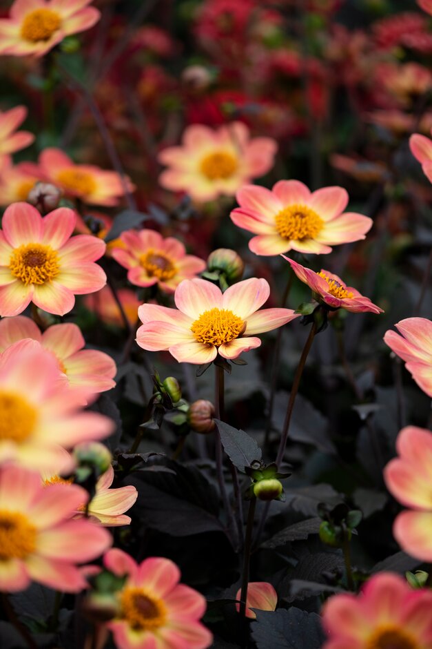 dahlia 'Carol Klein'