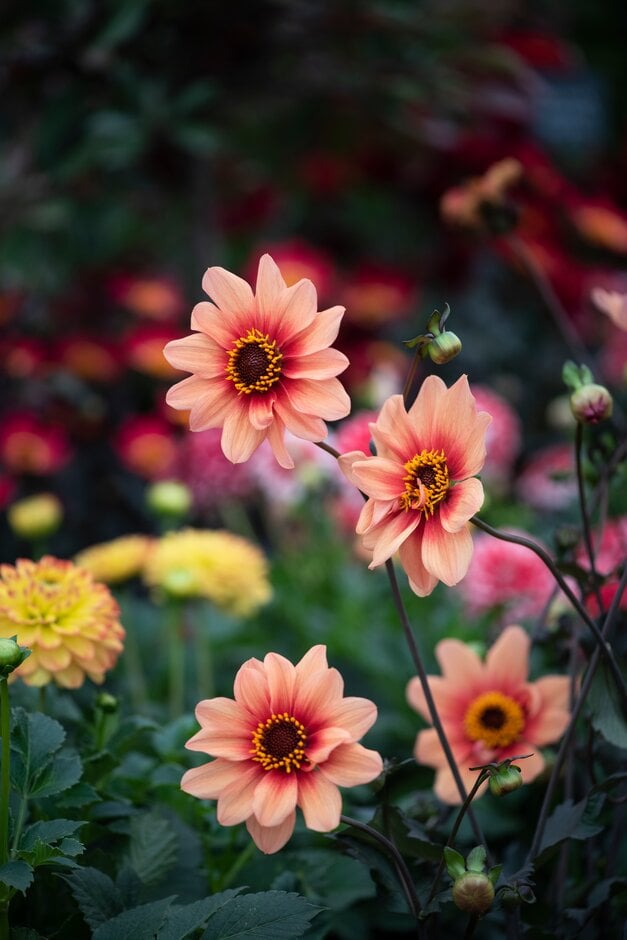 dahlia [Happy Single Date]