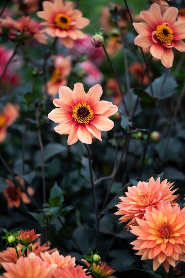 dahlia [Happy Single Date]