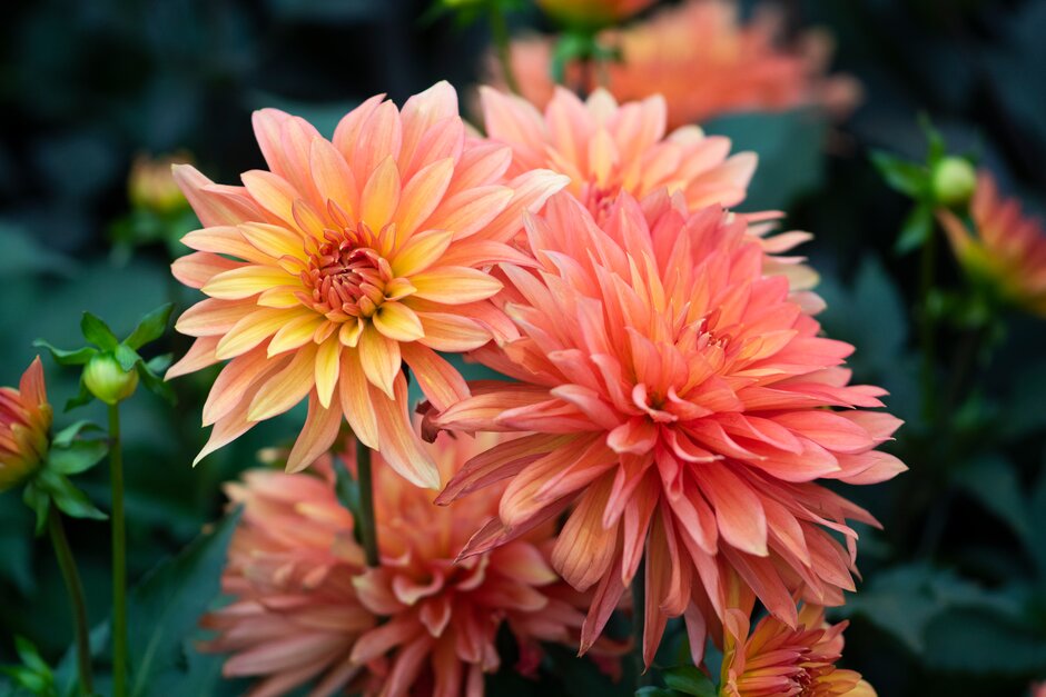 dahlia 'Melody Swing'