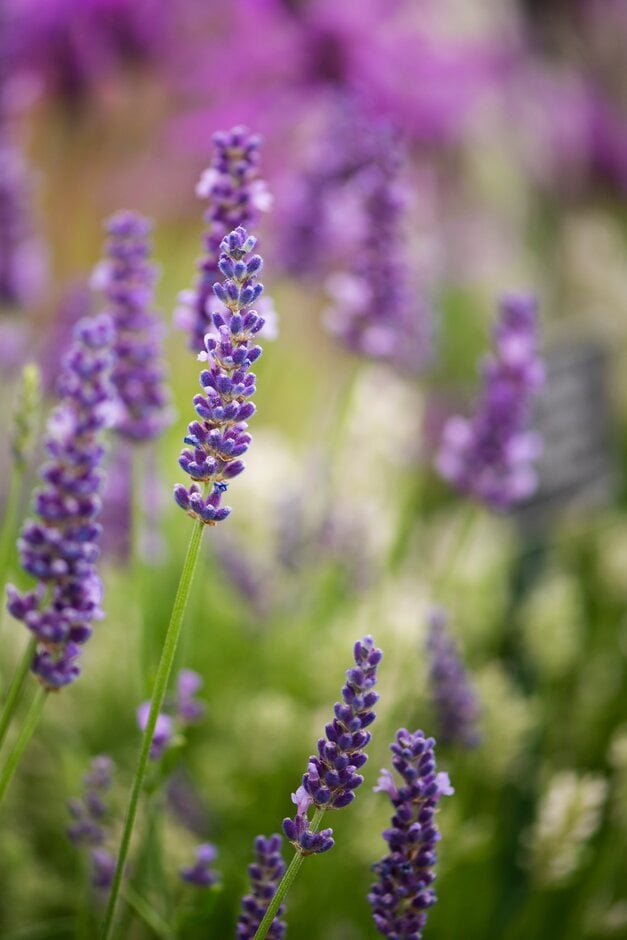 lavender [Anniversary Bouquet]