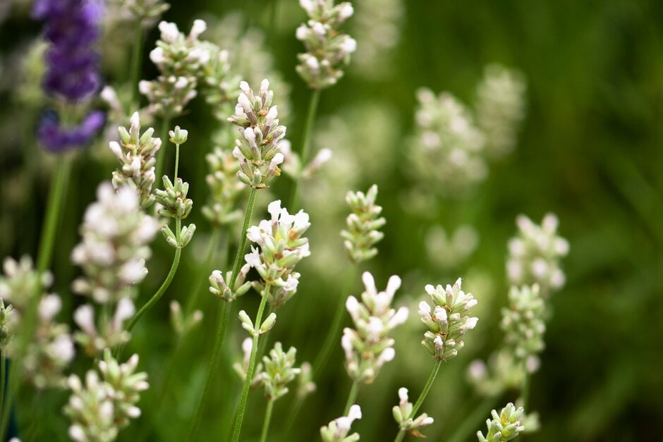 English lavender 'Lady Ann'