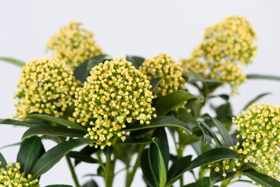 skimmia [White Globe]