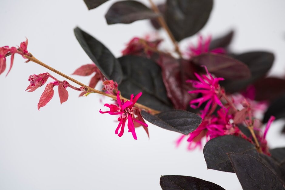 Chinese witch hazel 'Fire Dance'