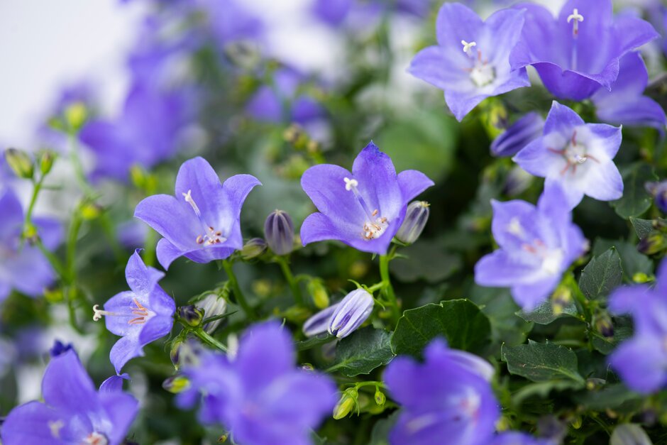 bellflower 'Spring Bell'