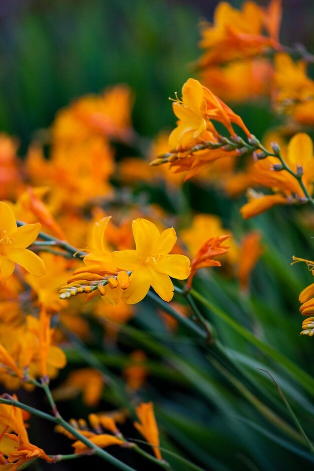 montbretia [Walberton Yellow]