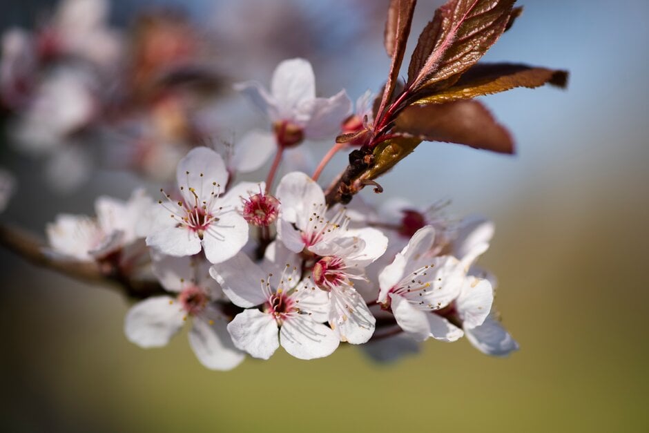 cherry plum 'Pissardii'