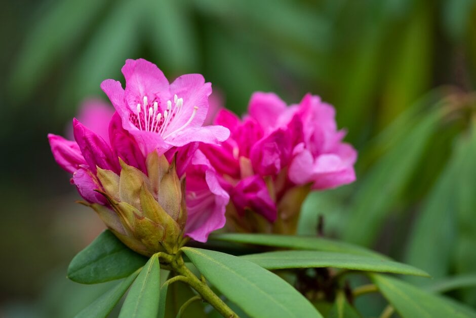 rhododendron 'Nobleanum Venustum'