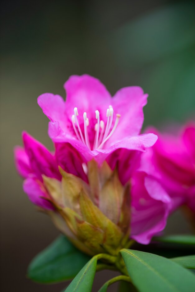 rhododendron 'Nobleanum Venustum'
