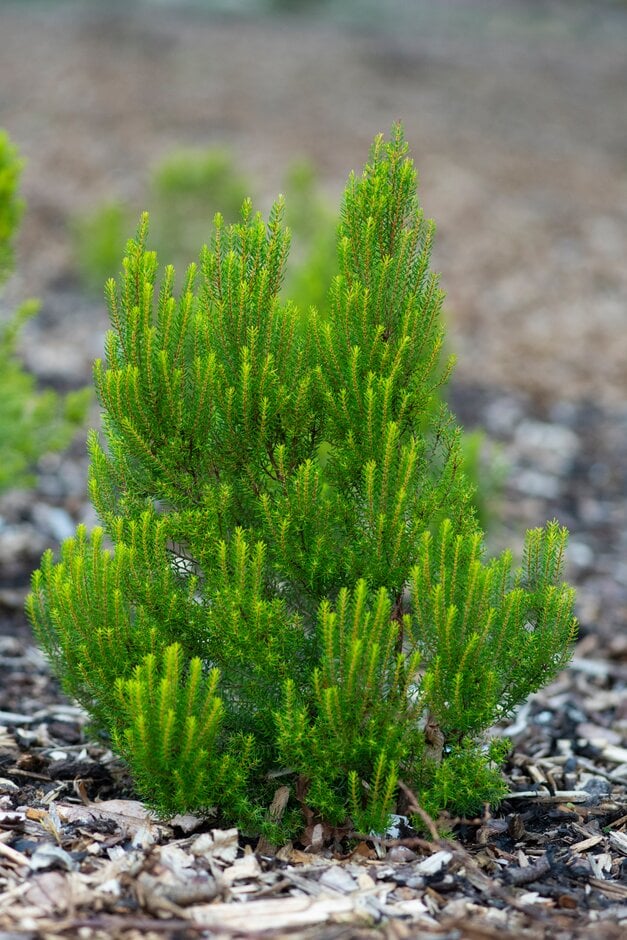 <i>Erica</i> <i>platycodon</i> subsp. <i>maderincola</i> f. <i>aureifolia</i> 'Madeira Gold'