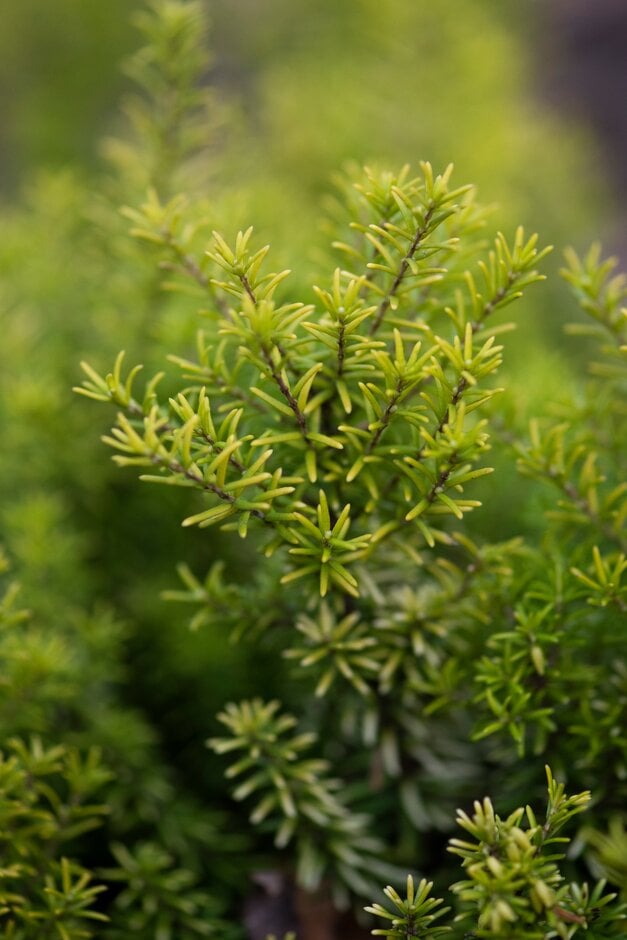 <i>Erica</i> <i>platycodon</i> subsp. <i>maderincola</i> f. <i>aureifolia</i> 'Madeira Gold'