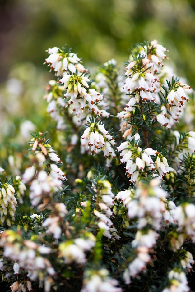 Irish heath 'Nana Compacta'