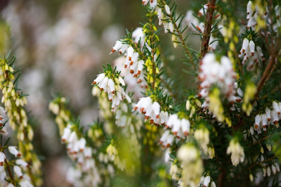 Irish heath 'Brian Proudley'