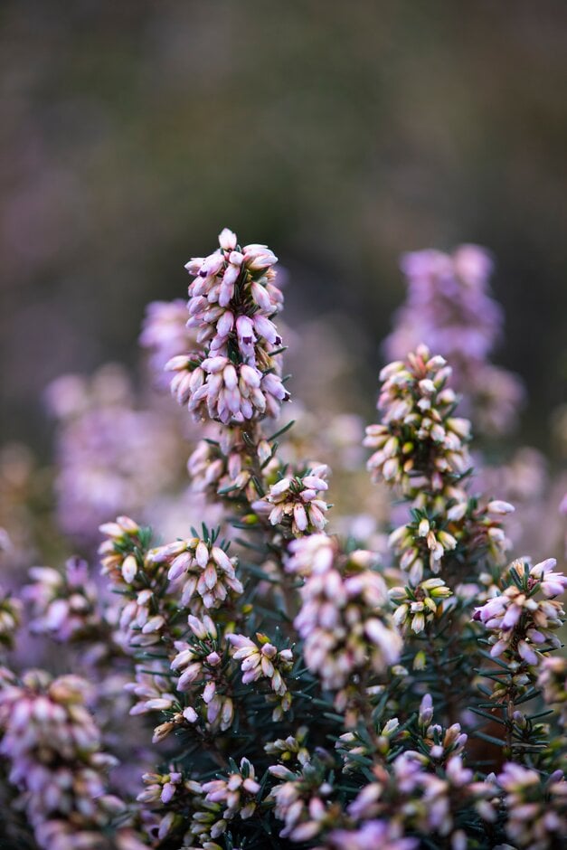 Irish heath 'Rubra'