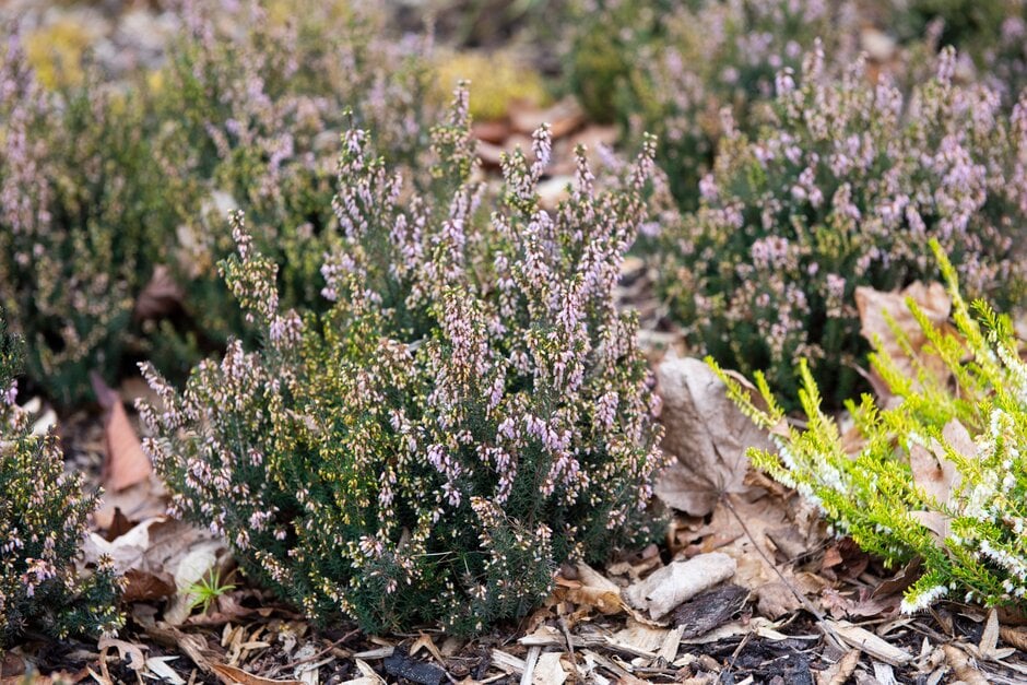 Irish heath 'Rubra'