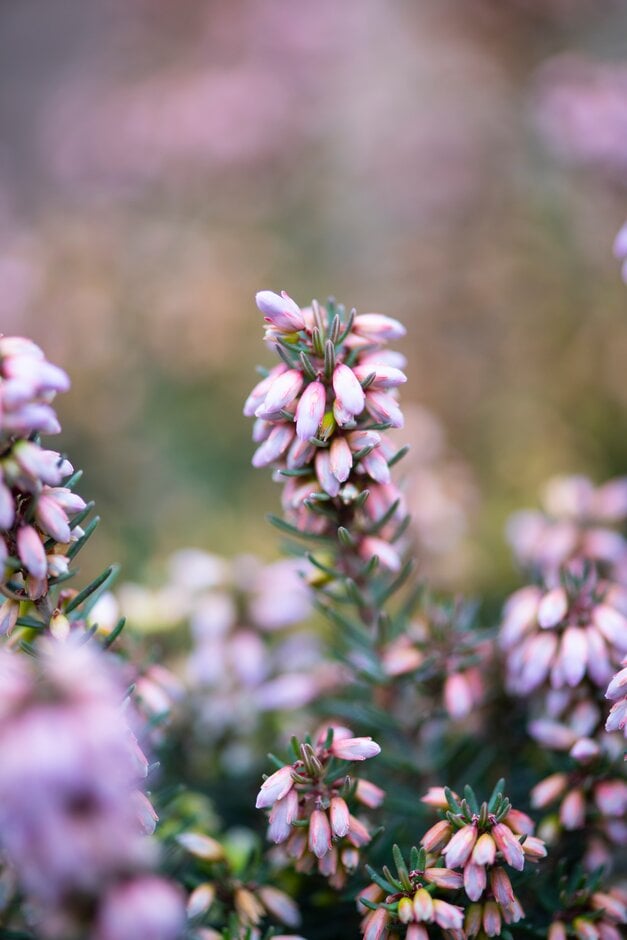 Irish heath 'Rubra'
