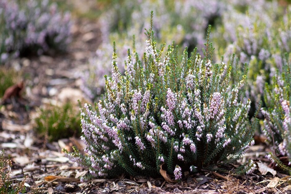Irish heath 'Glauca'