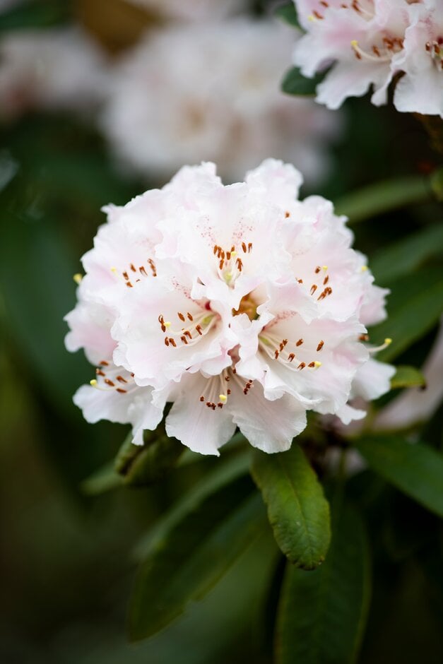 rhododendron 'Rosa Mundi'