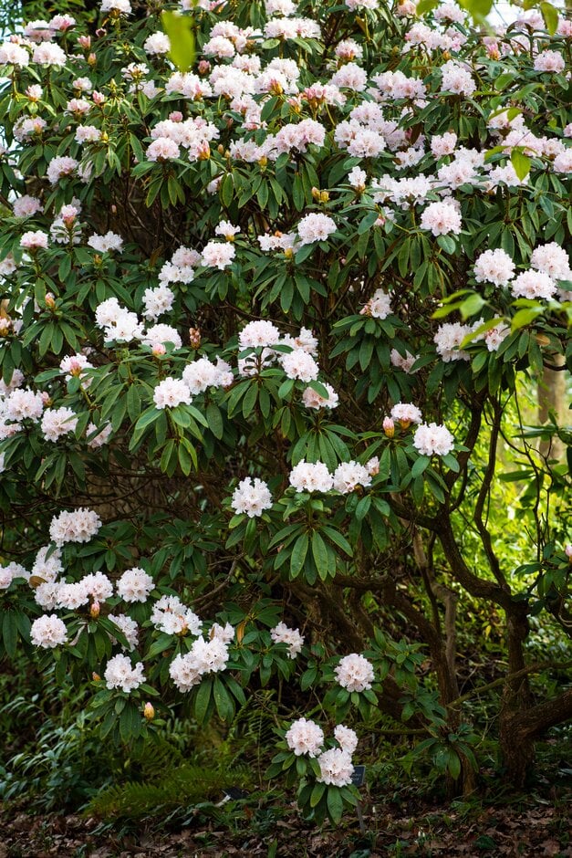 rhododendron 'Rosa Mundi'