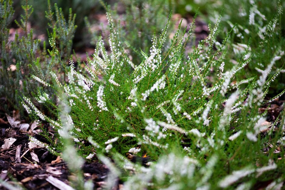 heather 'Multiflora'