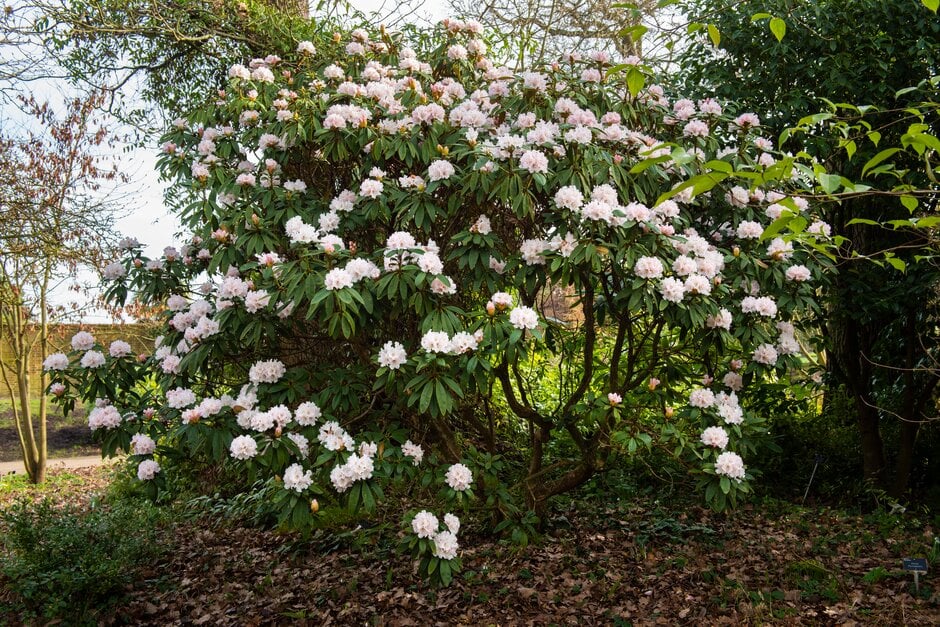 rhododendron 'Rosa Mundi'