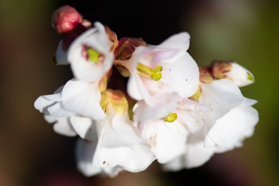 elephant's ears 'Jelle'