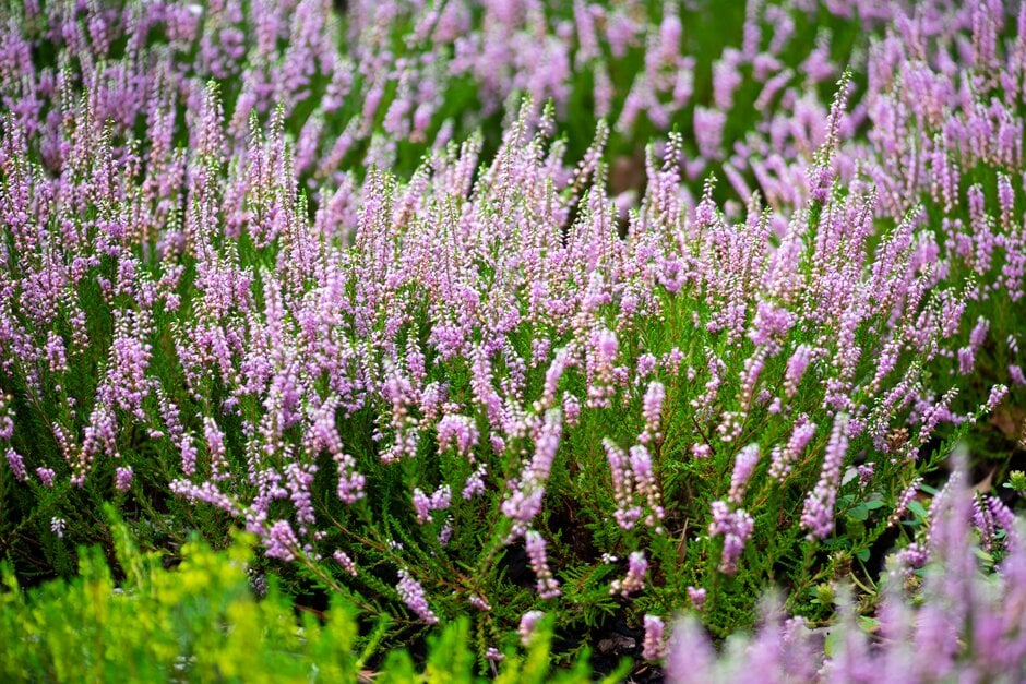 heather 'Mrs Alf'