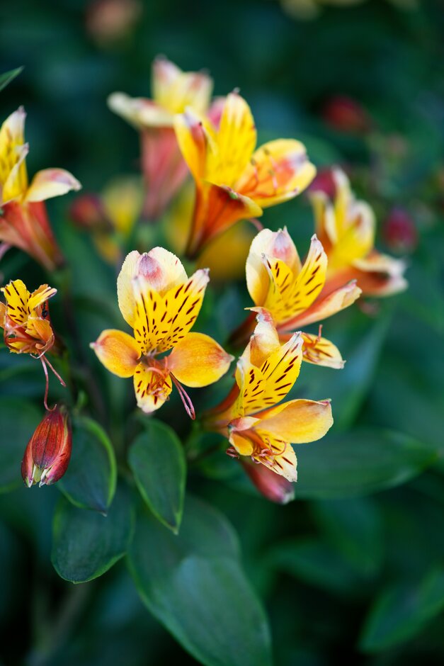 Alstroemeria [Summer Breeze] = 'Teshunte' (PBR) (Summer Paradise Series ...