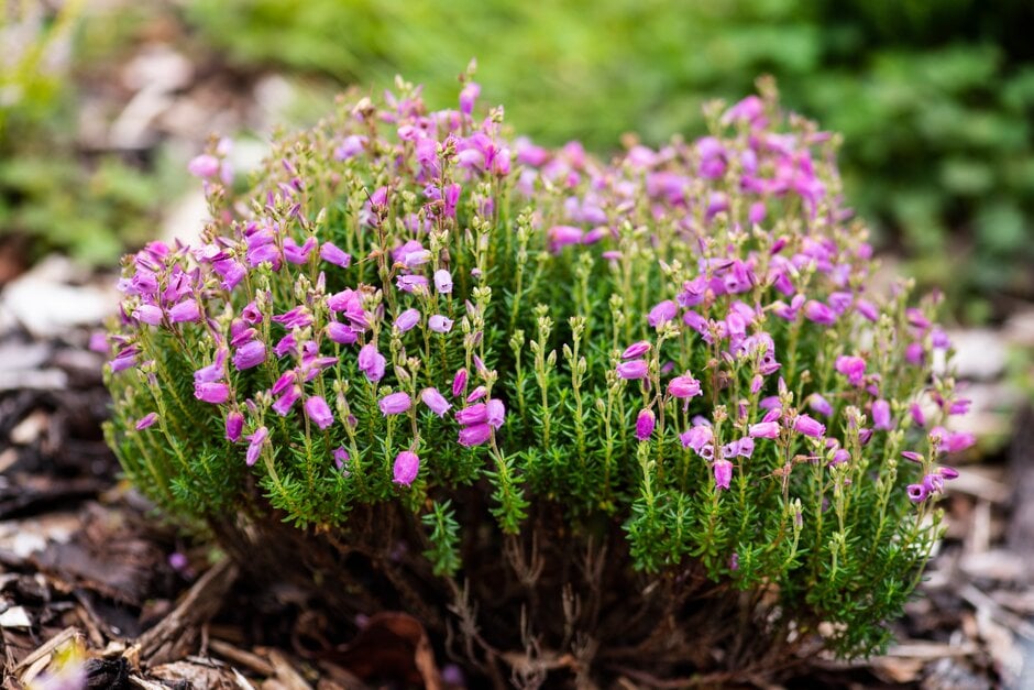 Irish heath 'Sid Brown'