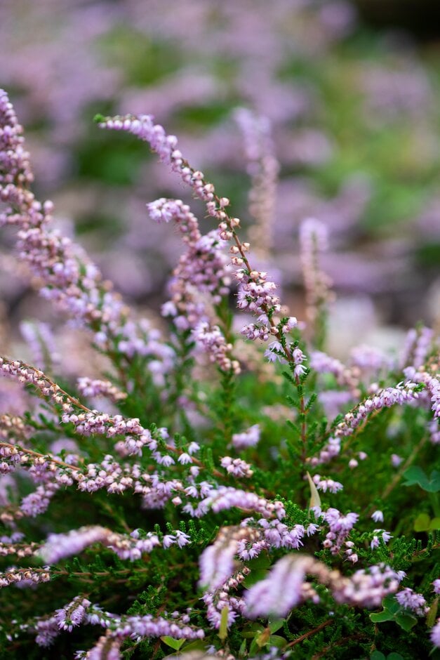 heather 'Mickkle-Dickkle'