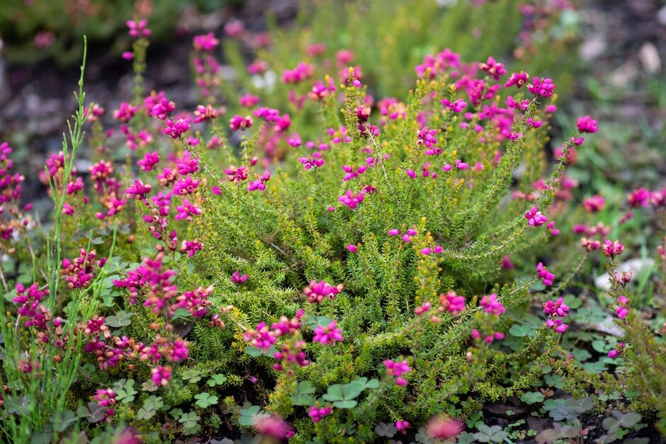 bell heather 'Flott'