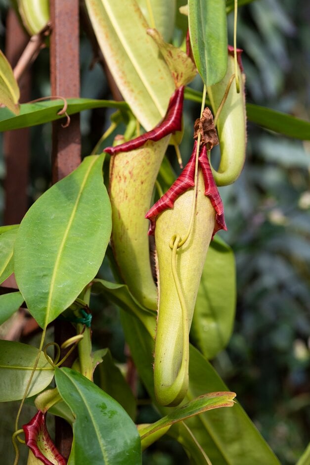 tropical pitcher plant 'Miranda'