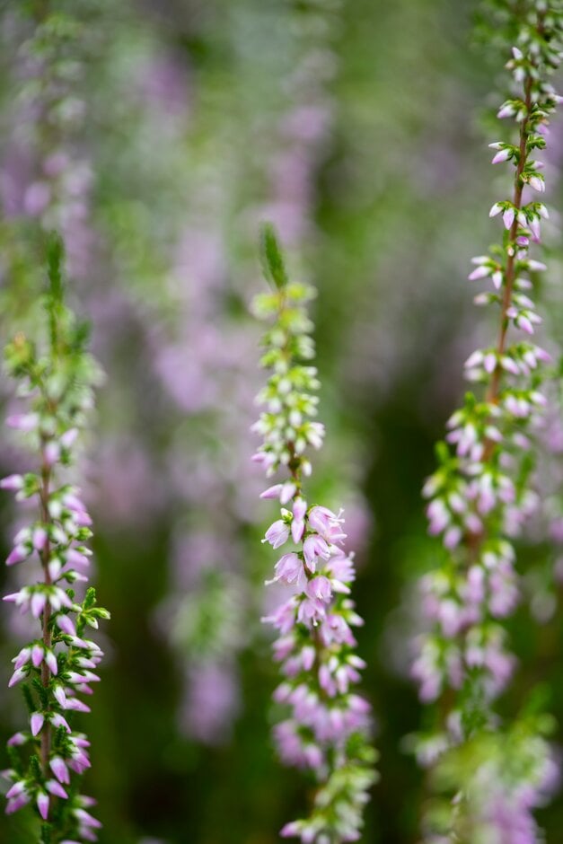 heather 'Hollandia'
