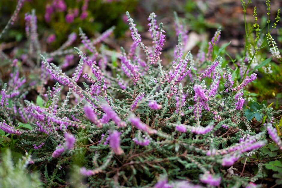 heather 'Grey Carpet'